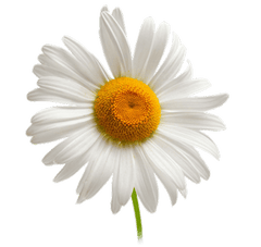 Chamomile