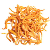 Cordyceps