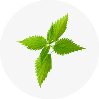 Organic Nettles