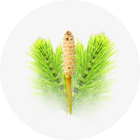 Organic Horsetail