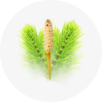 Horsetail