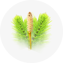 Horsetail