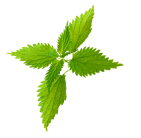 Organic Nettles