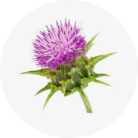Milk Thistle Extract