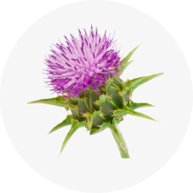Milk Thistle Extract