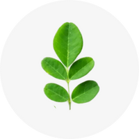 Moringa Leaf