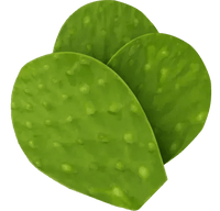 Nopal Cactus
