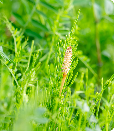 Organic Horsetail