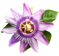 Passion Flower