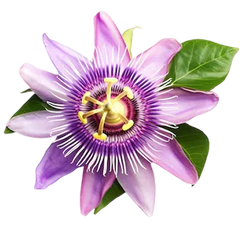 Passion Flower