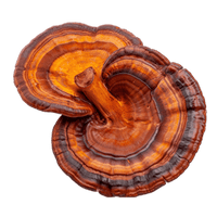 Reishi