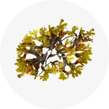 Rockweed