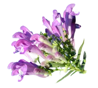 Skullcap