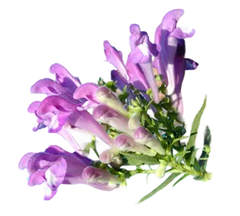 Skullcap