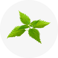 Organic Stinging Nettle