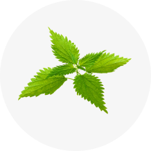 Organic Stinging Nettle