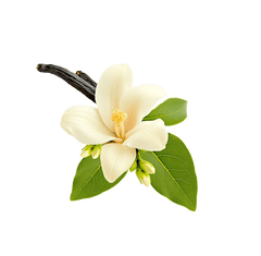 Vanilla