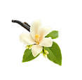 Vanilla