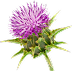 Milk Thistle