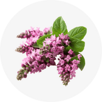 Organic Holy Basil