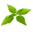 Nettles