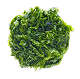 Algae