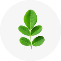 Organic Moringa Leaf