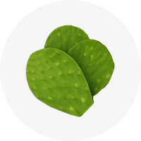 Organic Nopal Cactus
